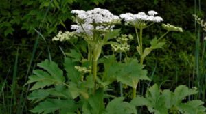 Șapte plante comune pe care să nu le atingi niciodată fără mănuși