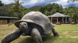 Are 194 de ani și încă scrie istorie. Țestoasa Jonathan este cel mai bătrân animal terestru din lume