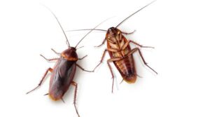 Arma secretă împotriva gândacilor de bucătărie: Totul despre gelul insecticid și efectul de cascadă