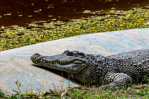 Băiat de 3 ani, rănit grav în țarcul cu crocodili la o grădină zoologică din Marea Britanie. Un bărbat a fost arestat