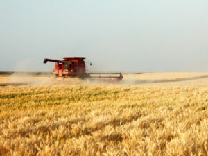 Cea mai bună producţie agricolă din ultimii cinci ani: anul 2026 ar putea aduce 30,5 mil. tone de grâu, porumb, rapiţă şi floarea-soarelui
