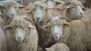 Comisia Europeană blochează total exportul de oi și capre din România până la 31 decembrie 2026
