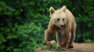 Invazie de urși în Sibiu: Autoritățile au emis al doilea RO-Alert în ultimele 24 de ore