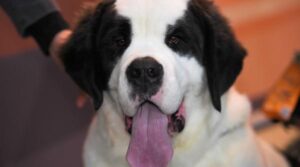 Saint Bernard, câinii-simbol ai Alpilor, au acum un muzeu
