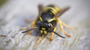 Ai probleme cu viespile? Planta care ține insectele la distanță