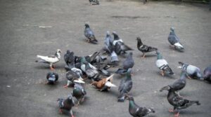 Amenzi URIAȘE pentru bucureșteni. Cât plătesc locuitorii Capitalei care hrănesc porumbeii