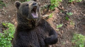 Atac violent la o stână! Cum au reușit jandarmii să salveze animalele din ghearele unui urs
