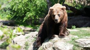 Au trecut 20 de ani de la revenirea ursului în Elveția. De ce nu a reușit încă să se stabilească definitiv