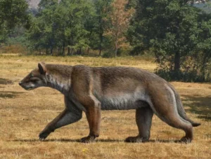 Cercetătorii spanioli au descoperit o nouă specie de „câine-urs” / Datează de acum 15,9 milioane ani / Avea dimensiunea unui tigru și o greutate de aproape 200 de kilograme