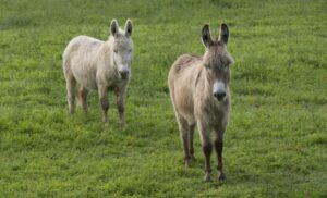 De la animale maltratate la „pompieri”. Cum salvează măgarii pădurile din Spania