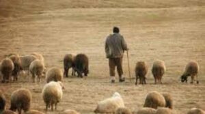 Dezastru în agricultură de la începutul lunii iulie: Culturile din Botoșani, pârjolite de arșiță