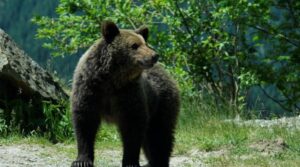 Grup de turiști polonezi, întâmpinat de URS în România
