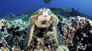 Limbajul secret al animalelor: Cum „vorbesc” între ele specii diferite, ca să coopereze