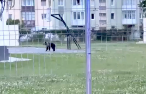 Mesaj RO-Alert în Sibiu, după apariția unui urs în centrul orașului. Animalul a fost tranchilizat
