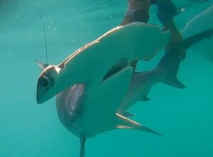 O specie rară de rechin, observată în Galapagos după mai bine de 20 de ani. Descoperirea îi surprinde pe cercetători
