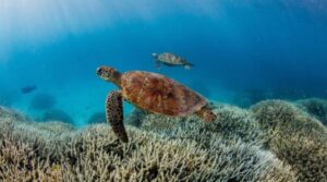 Oceanele și râurile „se sufocă”: de ce dispare oxigenul din apele Pământului