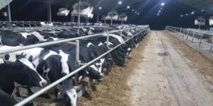 POLITICO  Schimbare de paradigmă la Bruxelles: Comisia Europeană declară zootehnia „infrastructură strategică”. Animalele de fermă devin o miză de securitate alimentară și geopolitică