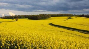 Toată Europa depinde de noi! „Aurul galben” din România care a devenit de neînlocuit