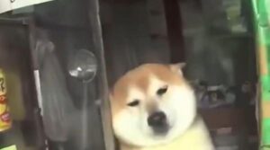 Un câine este „Angajatul Anului” în Tokyo. Povestea emoționantă a pensionarului Shiba