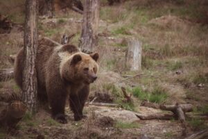 Urs, văzut într-o comună din Alba. Jandarmii intervin pentru a goni animalul