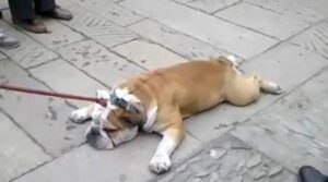 5 rase de câini care suferă cel mai tare pe caniculă