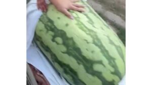 A cultivat un pepene de aproape 84 de kilograme într-un sat de la granița României. Povestea fermierului care selectează semințele de aproape 30 de ani