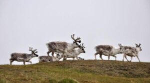 Alarmă în Norvegia! Reni sănătoși mor în plină vară