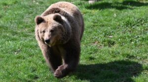 Alertă în Poiana Brașov: Ursul care a încercat în mod repetat să pătrundă în anexele unui hotel a fost neutralizat