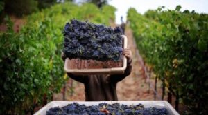 Bani europeni pentru viticultură: Cine sunt producătorii de vin care pot cere fonduri din 17 august