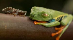 „Broasca de cafea”: Noua specie descoperită în plantațiile din Costa Rica