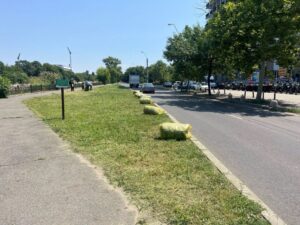 FOTO  Asociația Parcul Natural București: Pajiștea plină de flori de pe malul Dâmboviței a fost tunsă periuță, îndesată în saci de plastic și aruncată la marginea șoselei, să fie luată de gunoieri