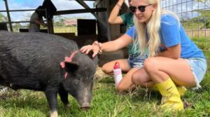 Locuiești gratis în Hawaii dacă ai grijă de porci. Ce trebuie să faci pentru a primi cazare pe insula paradisului