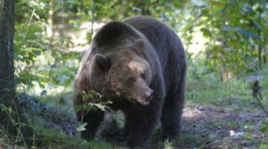 Ministerul Agriculturii cere UE măsuri de control împotriva faunei sălbatice
