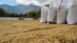 Presiune URIAȘĂ pe agricultori. Rusia lovește porturile Ucrainei, cerealele revin pe ruta României