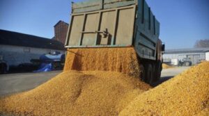 Războiul din Ucraina amenință prețul pâinii. Grâul s-a scumpit cu 5,8%, în iulie 2026