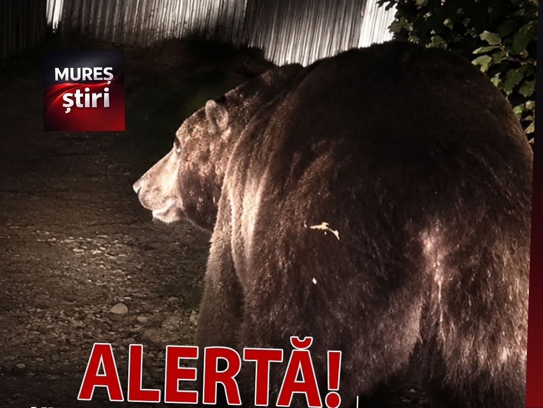 Alertă extremă în Târgu Mureș: Urs semnalat pe strada Rămurele! Mesaj RO-ALERT emis de ISU Mureș
