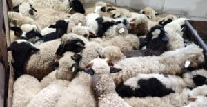 Blocarea exporturilor de ovine a generat pierderi foarte mari pentru fermieri