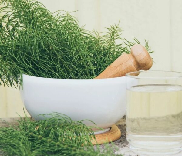 Coada-calului, o plantă remineralizantă! Cum se prepară și ce precauții trebuie respectate