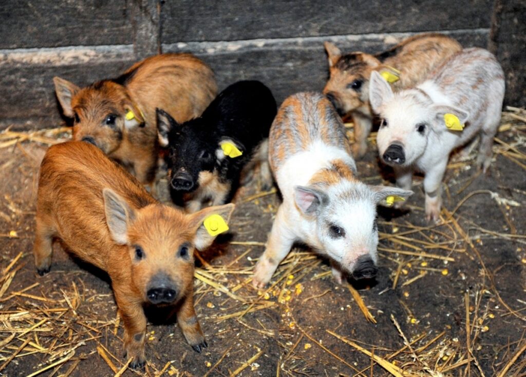 Comisia Europeană aprobă un ajutor de stat de 11 milioane de euro acordat de România crescătorilor de porci care se conf