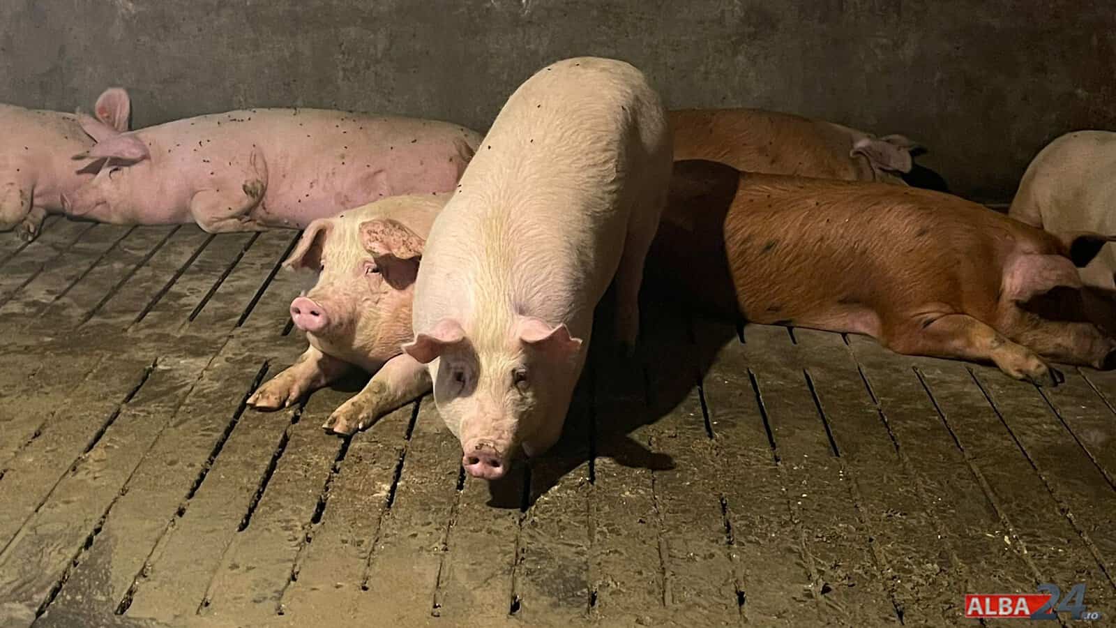 Crescătorii de porci din România primesc de la Comisia Europeană un ajutor de 11 milioane de euro