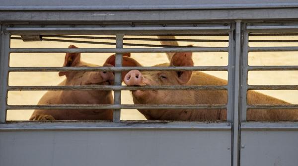 Crescătorii de porci primesc bani de la stat pentru scumpirea combustibililor. Cine poate lua până la 50.000 de euro