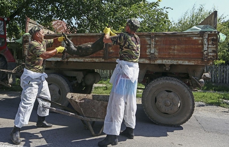 Focar de pesta porcină africană la o fermă din Buzău / Peste 5.700 de animale vor fi sacrificate