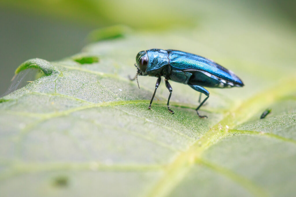 Gândacul pătat, o insectă invazivă care a provocat pierderi agricole semnificative în Statele Unite, a fost descoperită