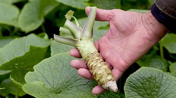 Hreanul japonez: Cum crești wasabi acasă, în ghiveci
