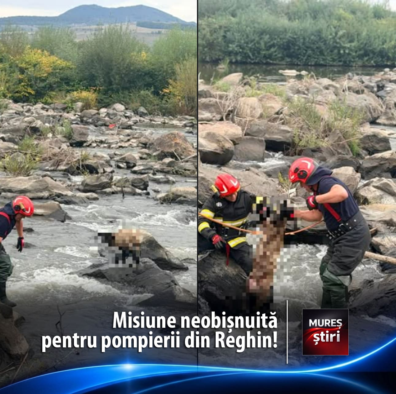 Misiune neobișnuită pentru pompierii din Reghin: O oaie, salvată din apele râului Mureș!