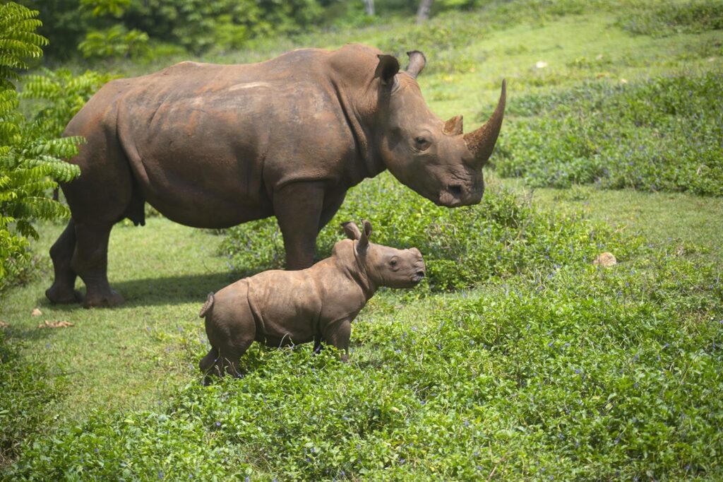 „În unele zile, nu ajunge pentru toată lumea”. O grădină zoologică celebră pentru reproducerea speciilor pe cale de disp