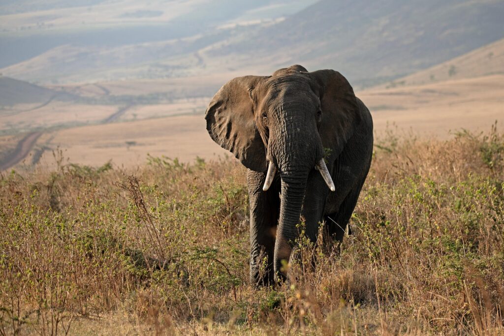O femeie susține că a vorbit telepatic cu un elefant care a ucis patru oameni. Animalul i-a „povestit” despre o traumă v