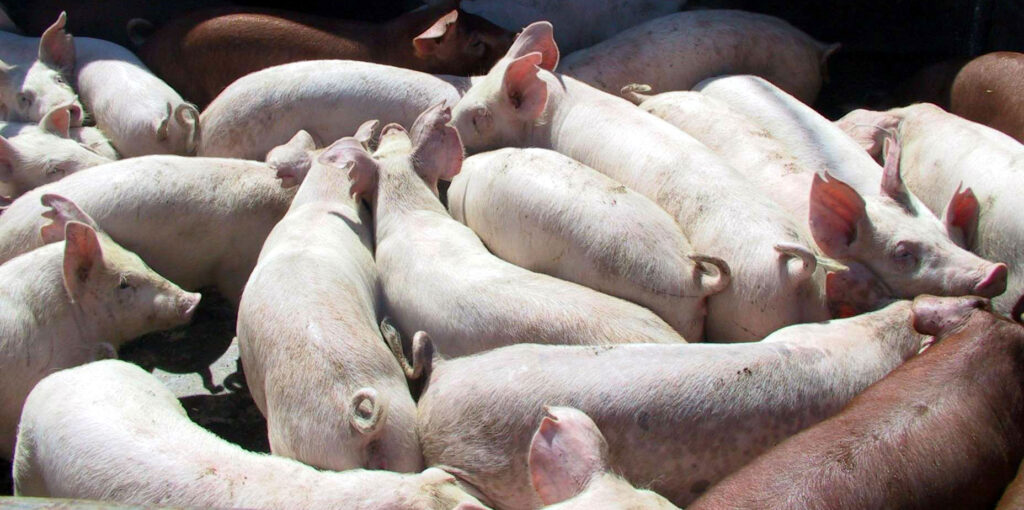 Pesta porcină africană face ravagii în județul Buzău. Peste 5 700 de animale sunt sacrificate