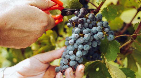 Producătorii italieni sabotează propria recoltă de „cinci stele” pentru a salva prețul sticlelor de vin