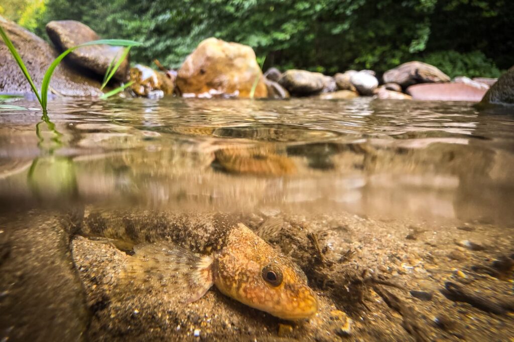 Specie rară de pește european, în pericol: 76% trăiesc pe 450 de metri din râul Vâlsan. „Fie îl salvăm acum, fie îl pier